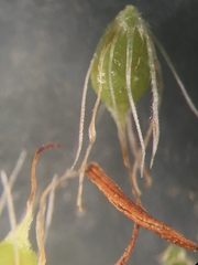 Rhynchospora marliniana