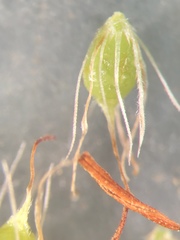 Rhynchospora marliniana