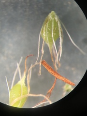Rhynchospora marliniana
