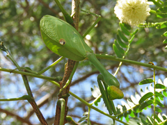 Stagmatoptera septentrionalis