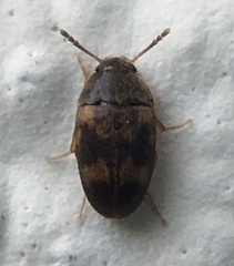 Litargus balteatus