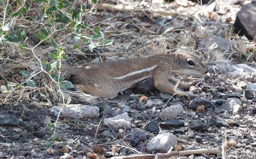Striped Ground Squirrel