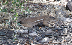 Euxerus erythropus
