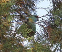 Barnardius zonarius barnardi