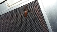 Juiaparus mexicanus