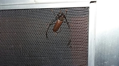 Juiaparus mexicanus