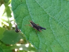 Batrachidea