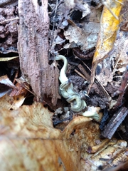 Bipalium pennsylvanicum