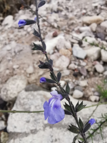 Image of Salvia reptans by (c) Juan Carlos Pérez Magaña, some rights reserved (CC BY-SA)