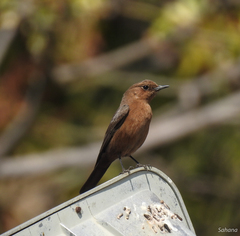 Brown Rock Chat photo 2