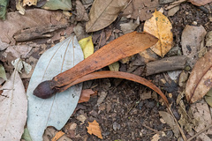 Dipterocarpus retusus