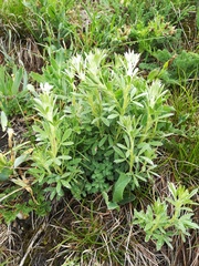 Chamaecytisus austriacus