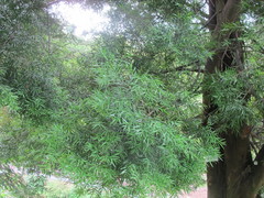 Podocarpus neriifolius