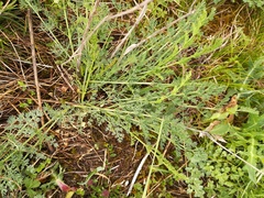 Seseli hippomarathrum