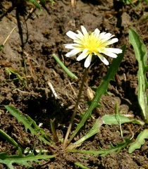 Taraxacum leucanthum