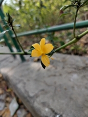 (c) nirjesh gautam, some rights reserved (CC BY) Barleria prionitis, photograph (c) nirjesh gautam, some rights reserved (CC BY)