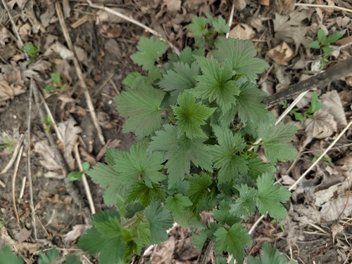 American black currant