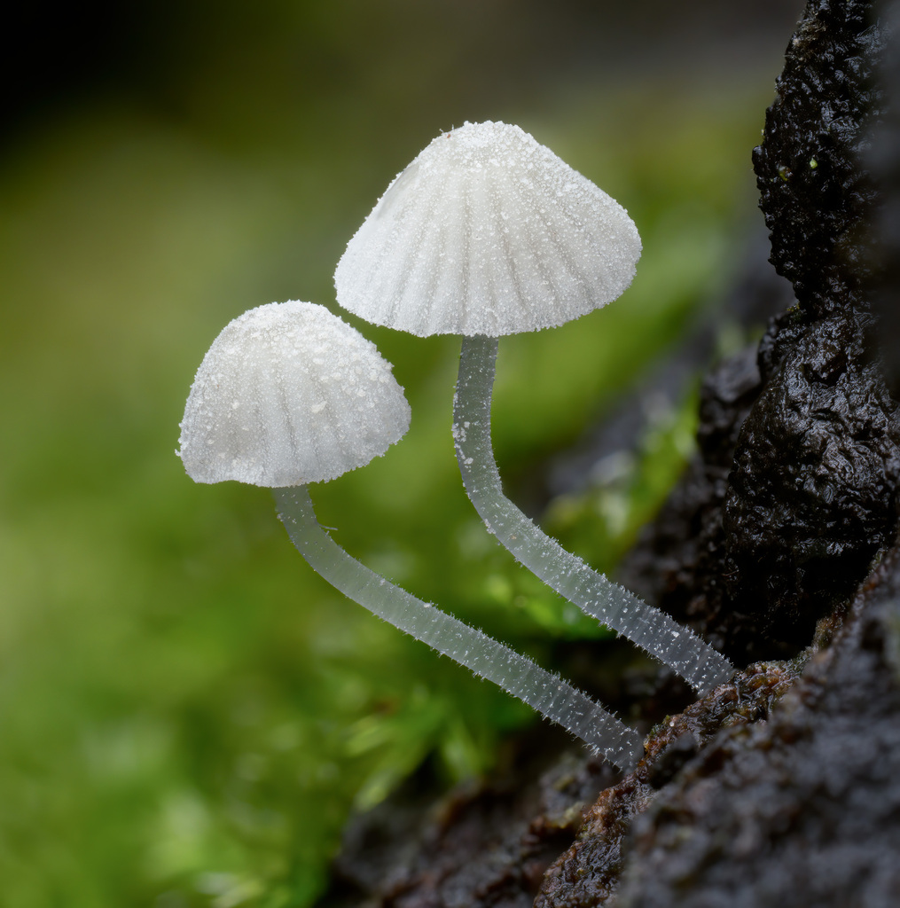 Mycena tenerrima · April 2026 · photo: © alan_rockefeller (iNaturalist, cc-by-sa)