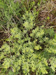 Chamaecytisus austriacus