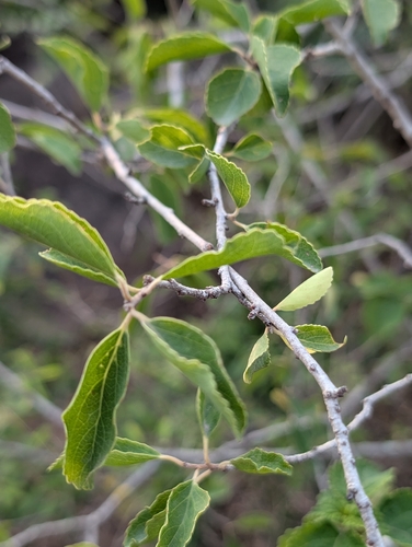 Flacourtia indica, photograph 6