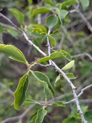 Flacourtia indica, photograph (c) Ravuri Krishna Chaitanya, some rights reserved (CC BY)