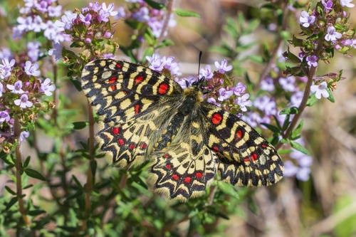 Spanish Festoon, Barcelona, España, photo 9 of 10