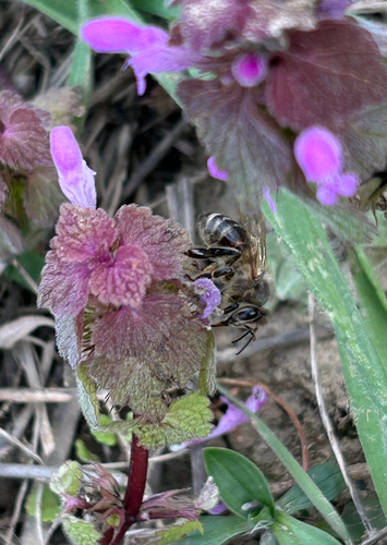 Western Honey Bee