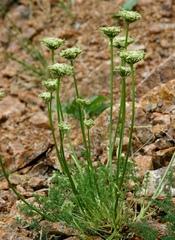 Ferulopsis hystrix
