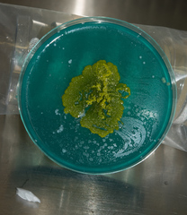 Sphingomonas phyllosphaerae