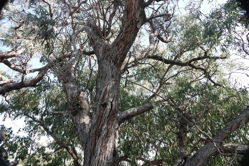 Eucalyptus cephalocarpa, photograph 6