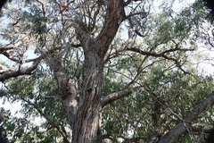 Eucalyptus cephalocarpa, photograph author not stated, no rights reserved