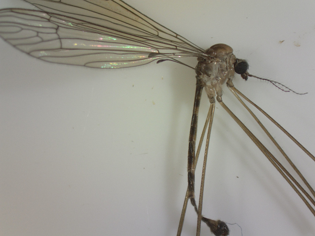 Limnophilella