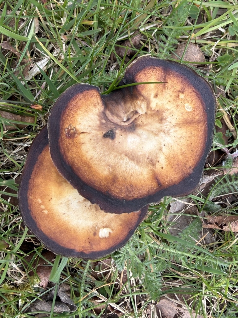Lentinus brumalis
