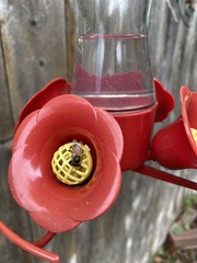 Halictus tripartitus