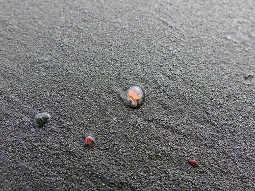 Turritopsis rubra