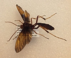 Thyreodon ornatipennis