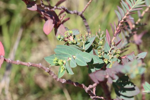 Euphorbia atoto iNat (2)