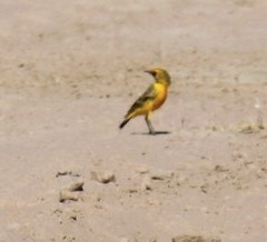 Epthianura aurifrons