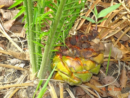 Encephalartos barteri barteri