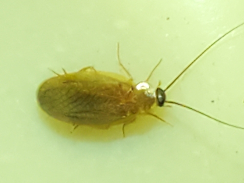 Schwarz's Hooded Cockroach photo 3