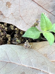 Tropidosteptes quercicola