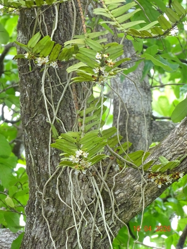 Calyptrochilum christyanum