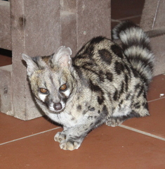 Genetta tigrina