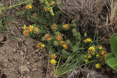 Image of Leobordea eriantha by (c) Tony Rebelo, some rights reserved (CC BY-SA)