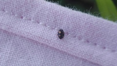 Nephus quadrimaculatus