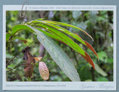 Columnea ericae