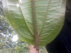 Miconia impetiolaris