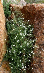 Stellaria amblyosepala