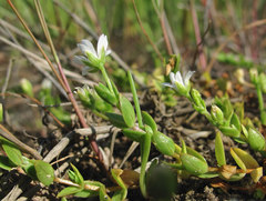 Stellaria humifusa