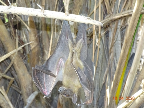 Straw-coloured Fruit Bat